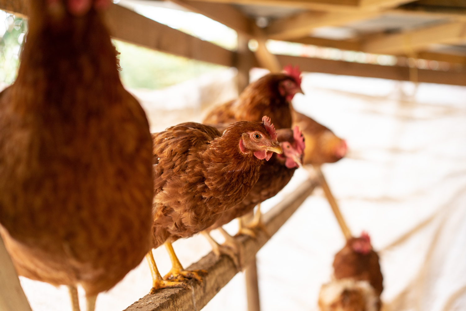 Huevos de gallinas felices