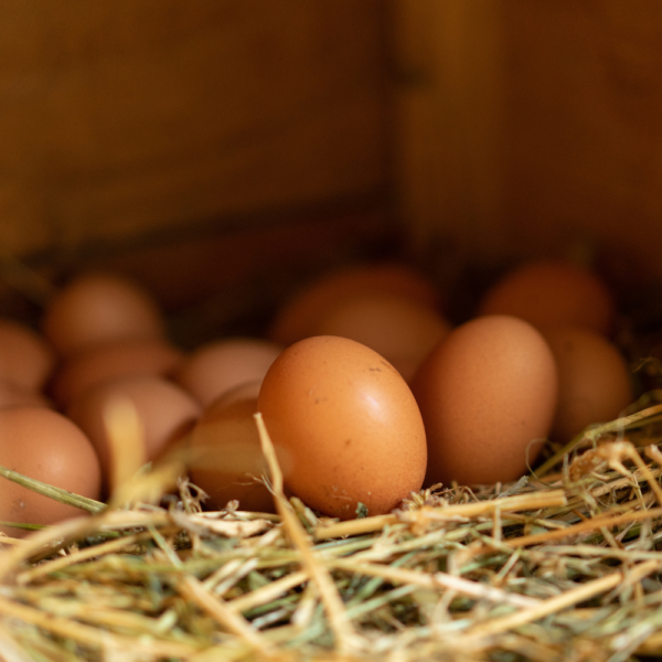 Proyecto FIC busca agregar valor a huevos de gallina feliz de pequeños productores de O’Higgins