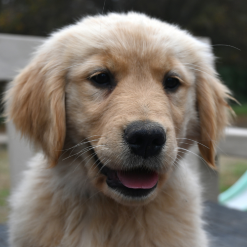 Miel: la cachorra de asistencia emocional que llega al Campus Colchagua