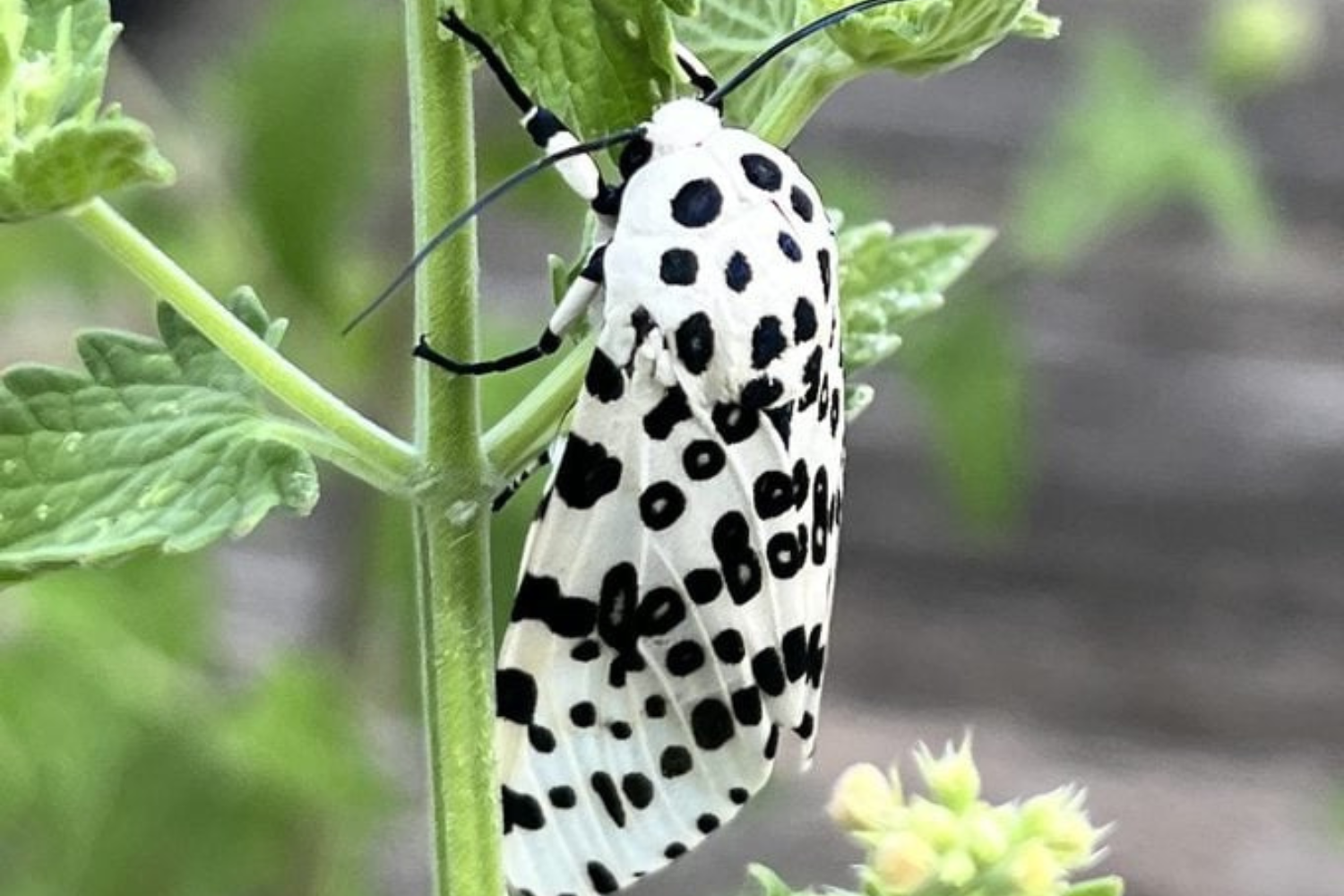 Polilla leopardo