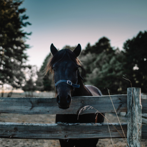 SAG en estado de alerta: los riesgos del virus de encefalomielitis