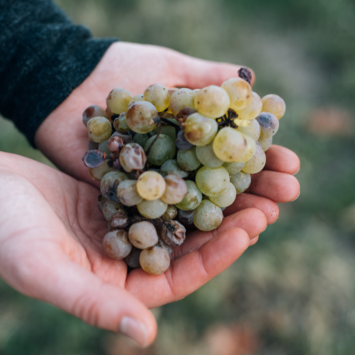 Fitopatología: garantizando la producción de alimentos