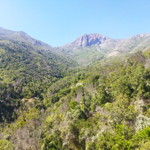 UOH investigará mortalidad de bosques en Chile central