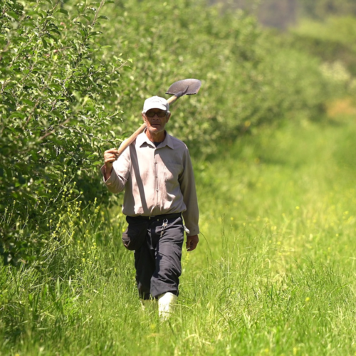 Estudio revela características y dinámicas del empleo agrícola en O’Higgins