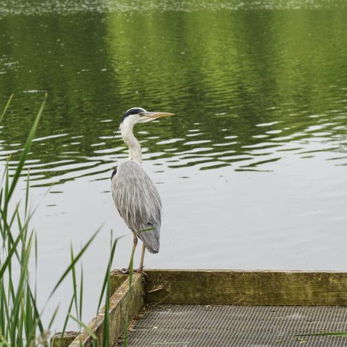 La importancia de los humedales para el bienestar humano