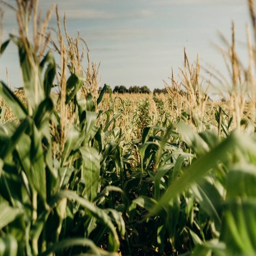 Aumento de las temperaturas podría complicar a la agricultura de la zona central del país