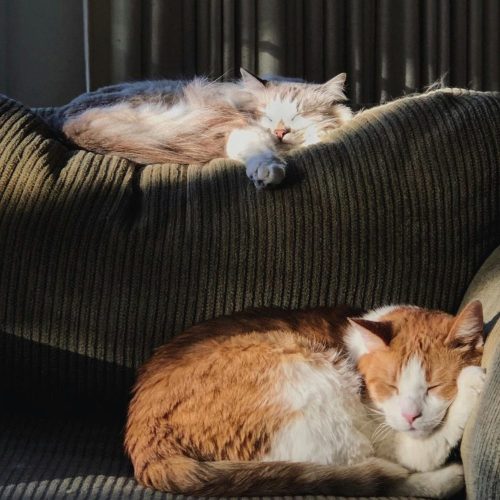 Vacaciones y mascotas: ¿Llevarlas o dejarlas en casa?