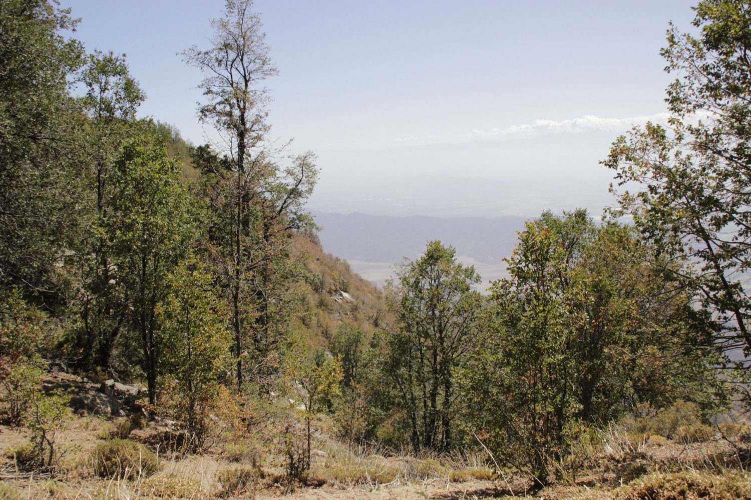 Cordillera de Altos de Cantillana