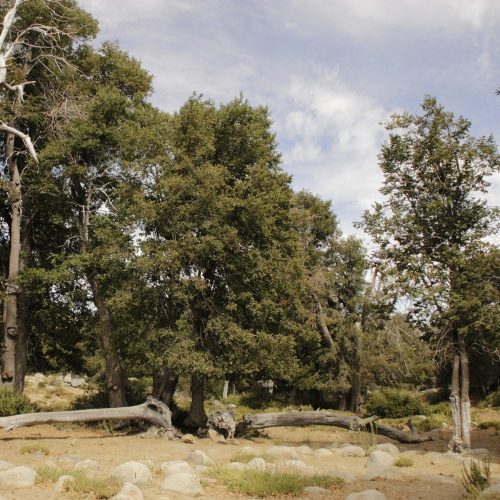 Estudio en la Cordillera de Altos de Cantillana entrega insumos claves para decisiones más eficientes para su conservación