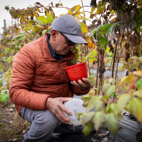 Pequeños fruticultores de Chimbarongo se capacitaron en el manejo de plagas que afectan a los berries