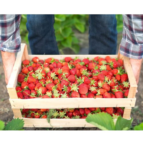 Combatir el nematodo de la frutilla: esfuerzo integral para proteger la agricultura de la zona centro-sur