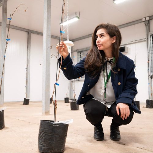 Inauguran la primera cámara agroclimática en O’Higgins que simula temperatura, humedad y luz