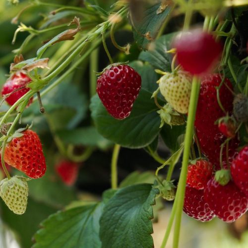 Investigadores de la UOH buscan combatir plaga que afecta la producción de frutillas