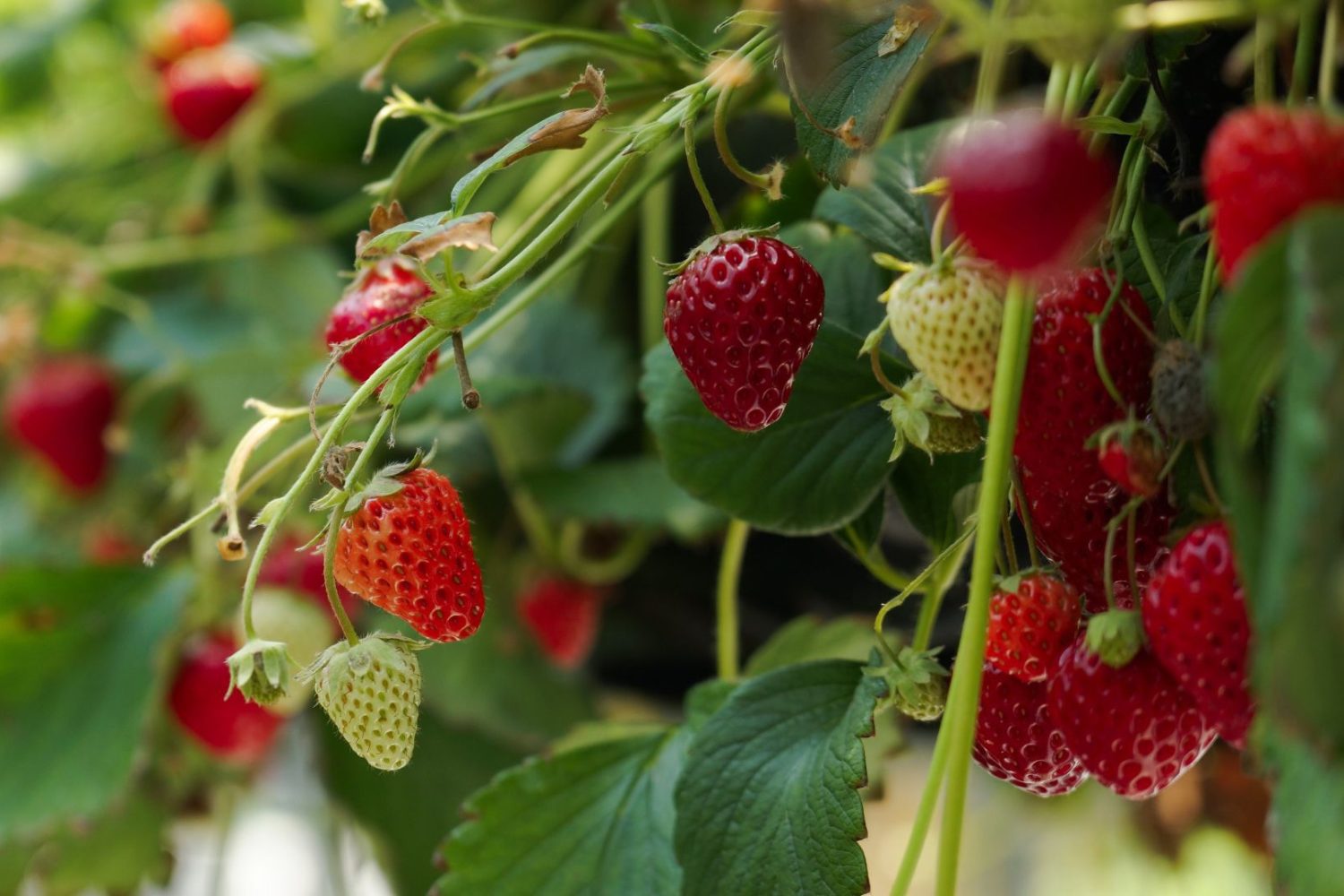 Producción de frutillas