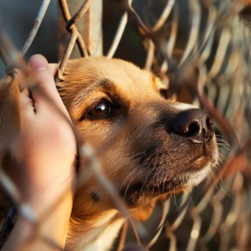 “Ley Cholito”: claves para una reforma de Tenencia Responsable de Mascotas