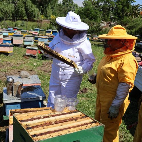 Tres productoras apícolas de O’Higgins fueron seleccionadas para programa de asesoría especializada