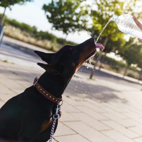 Calor y mascotas: recomendaciones para un verano de altas temperaturas