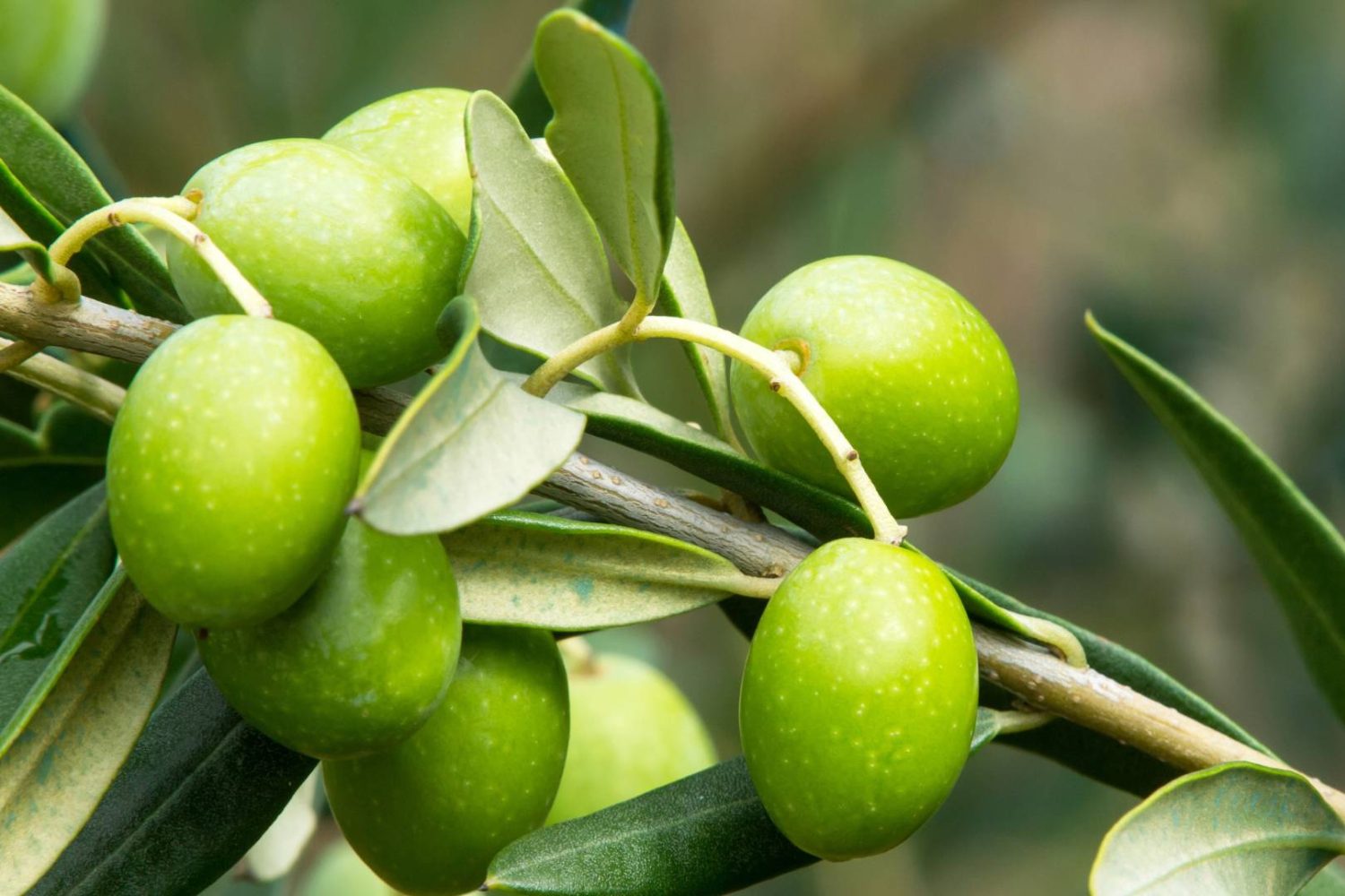Olivo