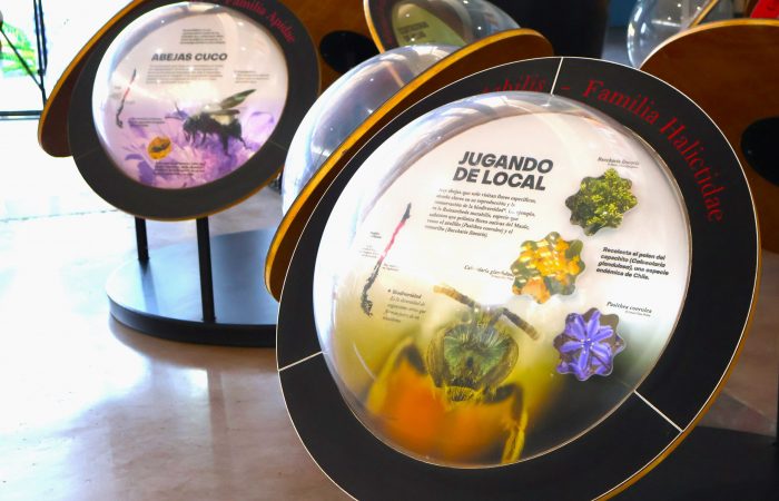 Exposición abejas nativas