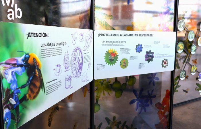 Exposición abejas nativas
