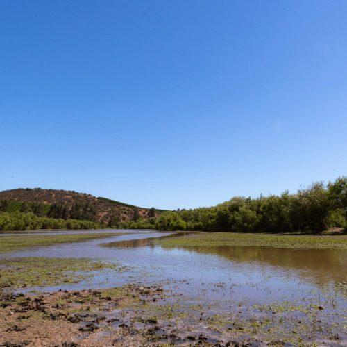 Humedales: la barrera natural que protege nuestra agua