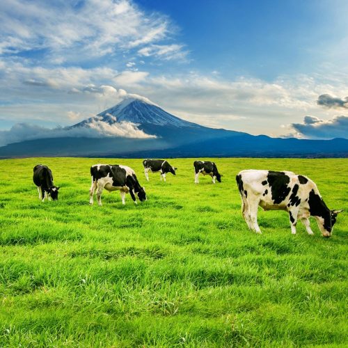 Brucelosis en Chile: el desafío de erradicar una enfermedad con impacto humano y económico