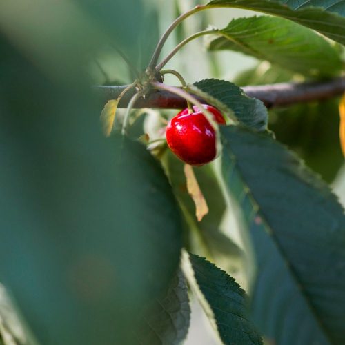 Innovadora tecnología de agricultura de precisión permite estimar la madurez de las cerezas a partir de datos climáticos