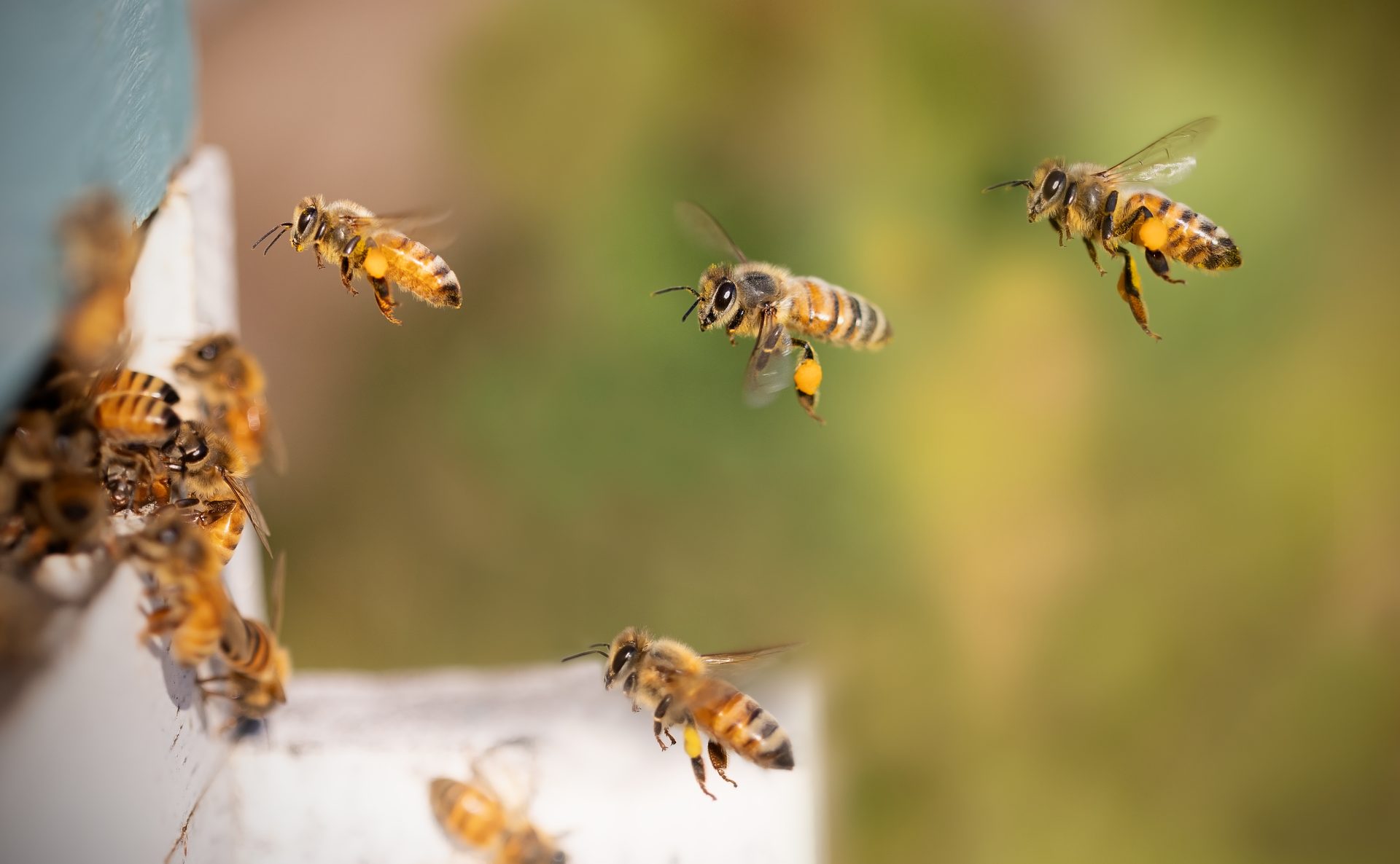 Día Mundial de las Abejas