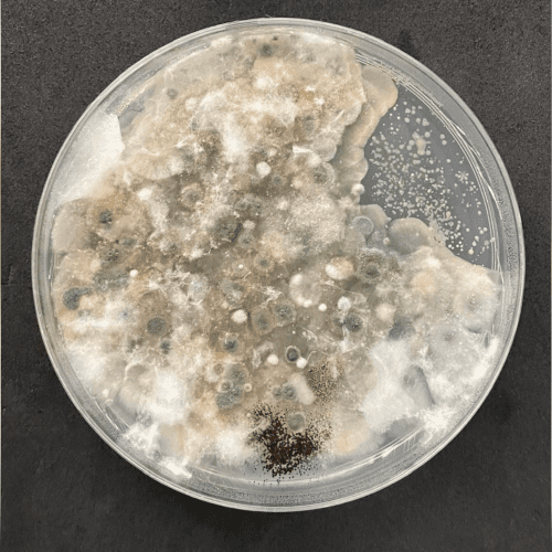 La biodiversidad microbiana del suelo: clave para la sostenibilidad agrícola