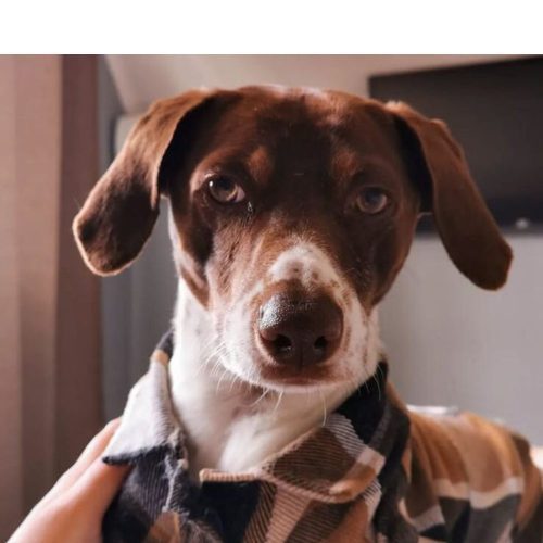 Hospital Clínico Arrayán entrega beneficios veterinarios para la comunidad funcionaria UOH