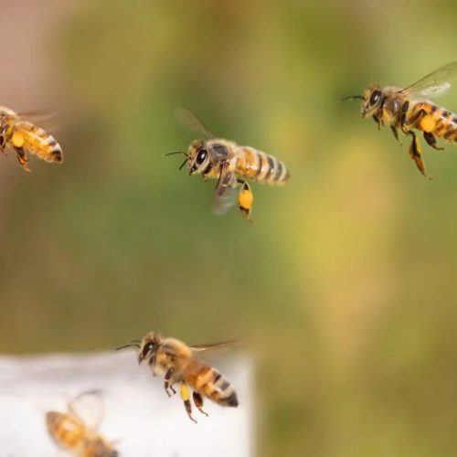 Día Mundial de las Abejas: académica advierte sobre amenazas y llama a proteger su rol ecológico