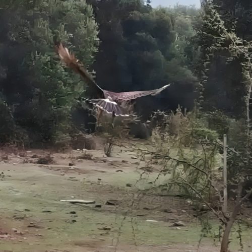 Exitosa liberación de ave rapaz en la precordillera tras ser atendida en centro de rehabilitación de Codelco