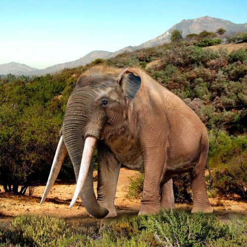 Investigación revela que megafauna extinta dispersaba frutas en Chile Central