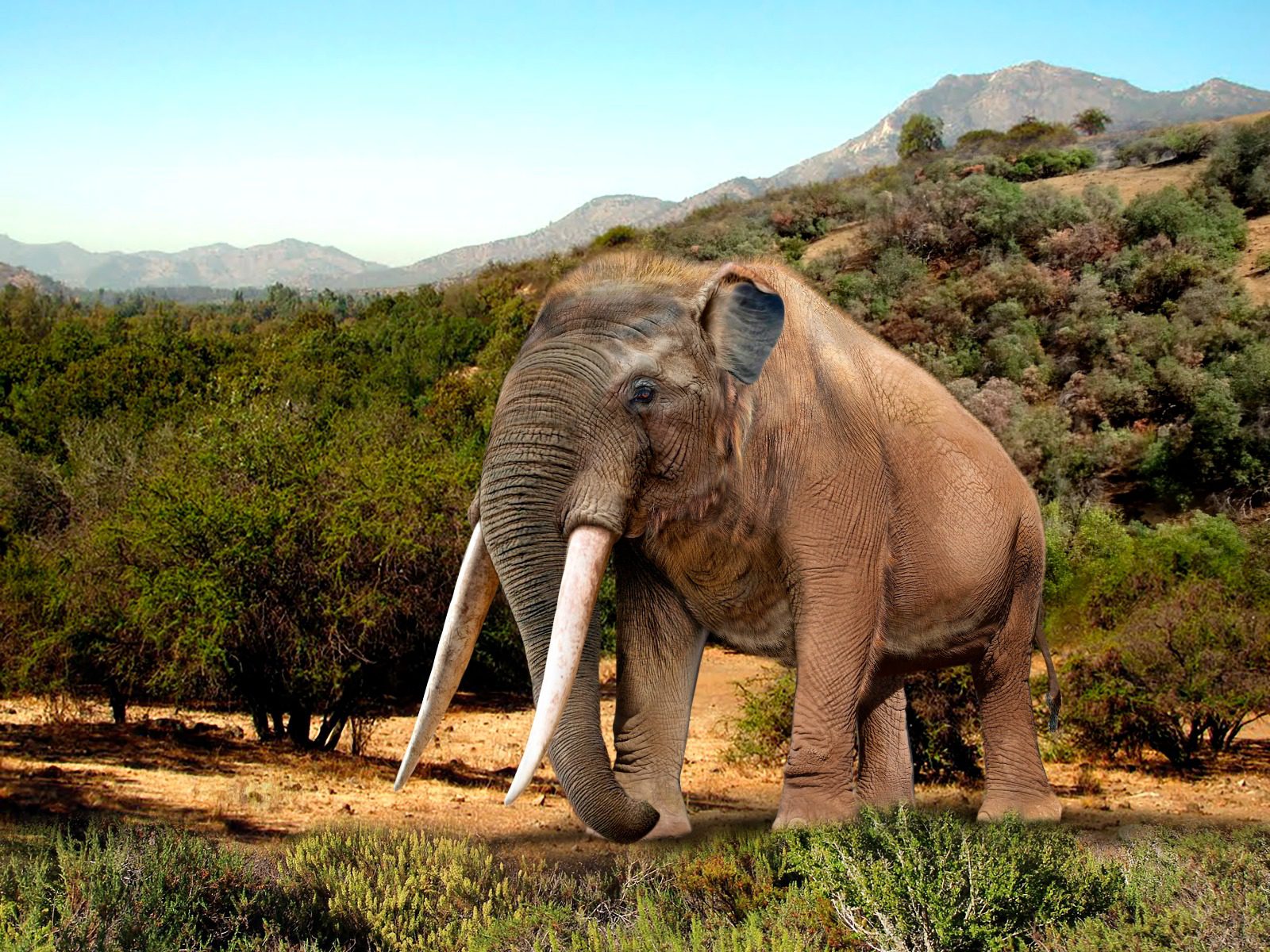 Megafauna extinta