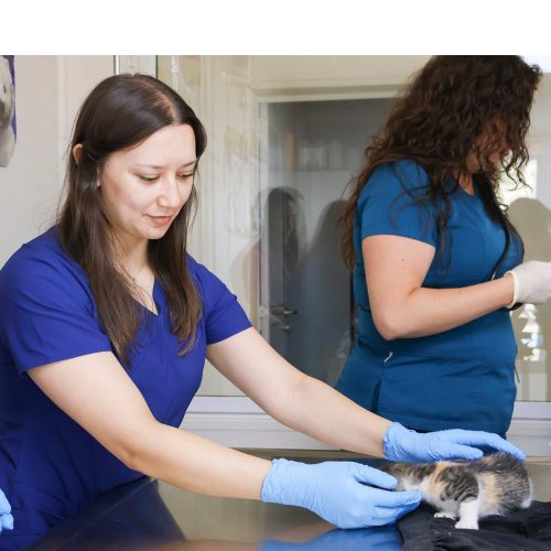 Continúa proceso de rediseño de la carrera de Medicina Veterinaria UOH