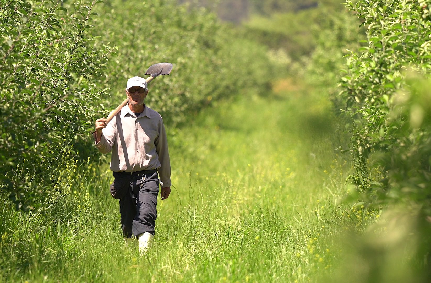 Trabajador sector agrícola