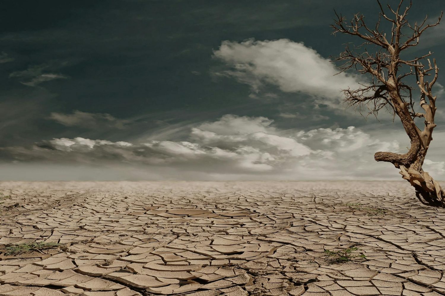 Día de la Lucha contra la Desertificación y la Sequía