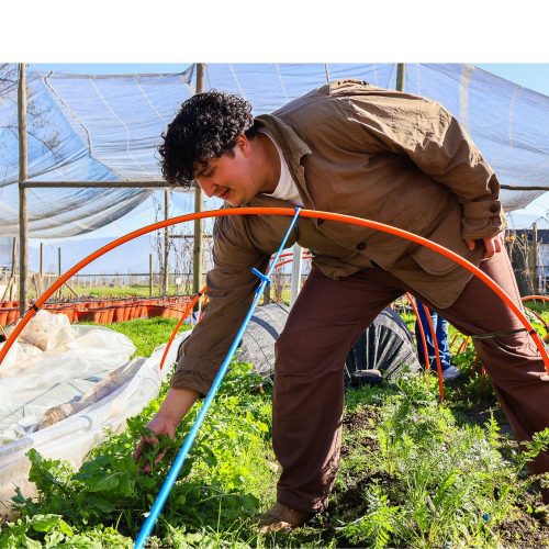 Estudiantes de Ingeniería Agronómica profundizan en prácticas de producción de hortalizas en estación experimental del Campus Colchagua