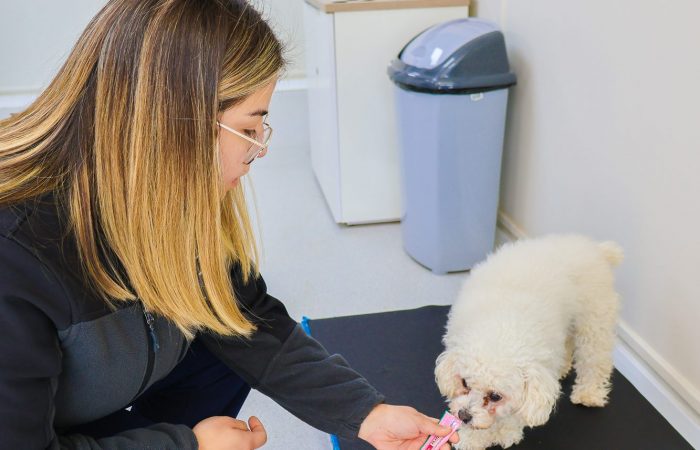 Centro de Atención Veterinario Docente