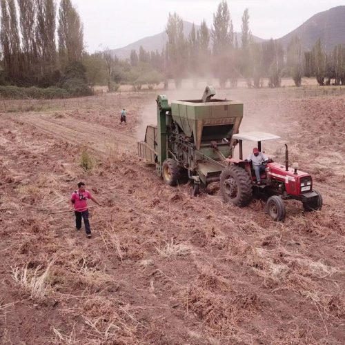 Conectar con las raíces: claves para repensar el emprendimiento juvenil rural en un agro desvalorizado