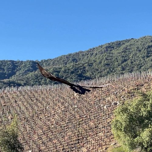 Trabajo colaborativo permite rescate de águila en Viña Caliterra de Palmilla