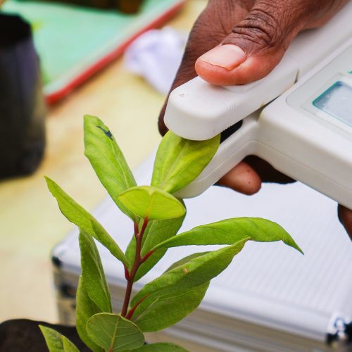 Académico UOH desarrolla investigaciones que aborda desafíos en germinación de especies nativas y tolerancia al exceso hídrico en palta Hass