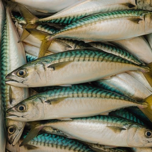 ¿Es realmente jurel?: Nutricionista UOH advierte importantes diferencias nutricionales en especies sustitutas halladas en conservas