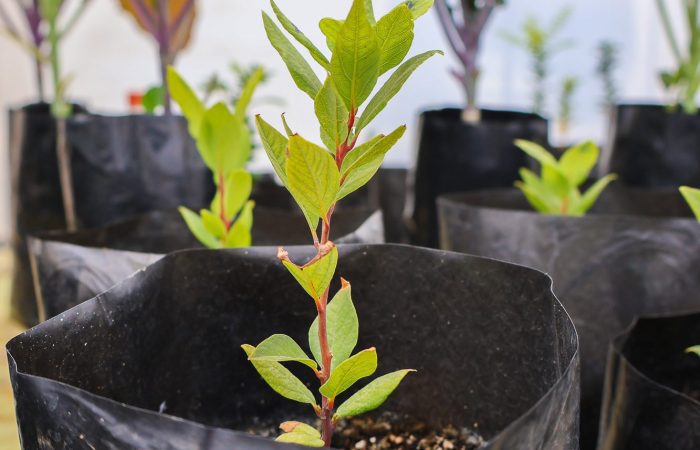 Proyecto Virgilio Gavicho - Germinación de especies nativas