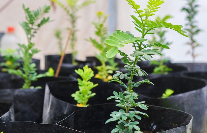 Proyecto Virgilio Gavicho (5 de 10)