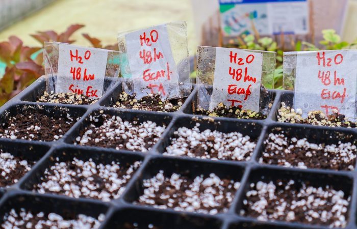 Proyecto Virgilio Gavicho - Germinación de especies nativas