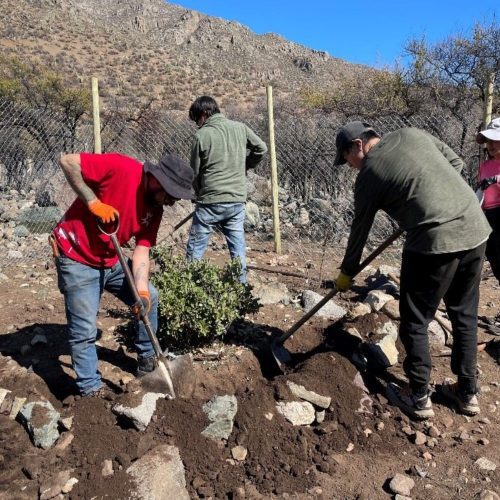 Restauración ecológica en Chile: hacia un modelo que integra ciencia, valores culturales y comunidades locales