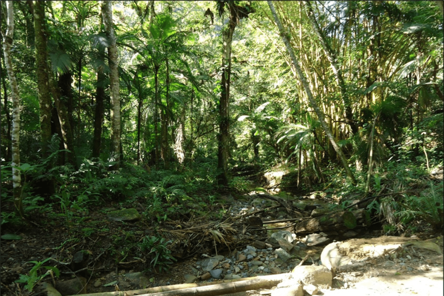 Bosques tropicales