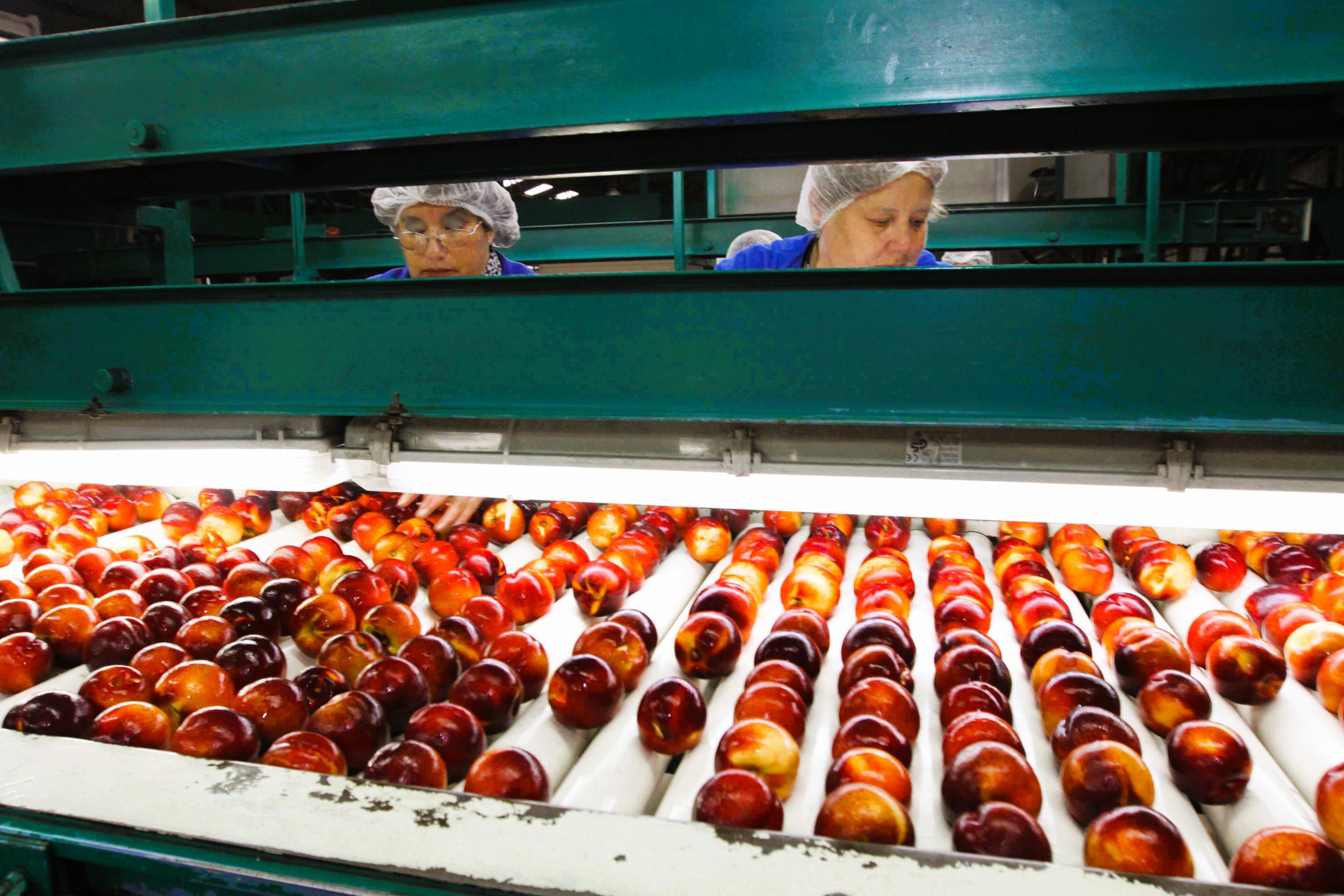 Estudio del Observatorio Laboral UOH analiza dos importantes ocupaciones del sector agrícola