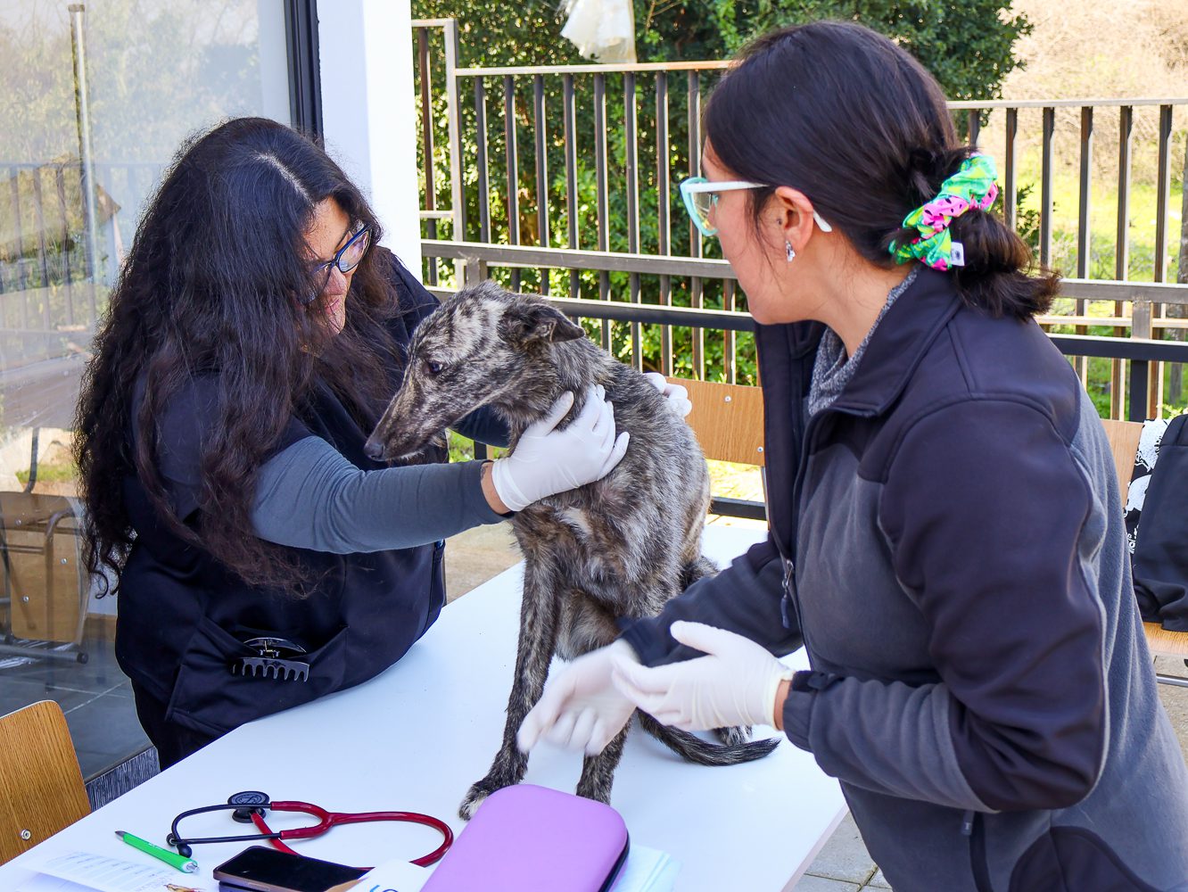Estudiantes de Medicina Veterinaria UOH realizan operativo preventivo en Peumo